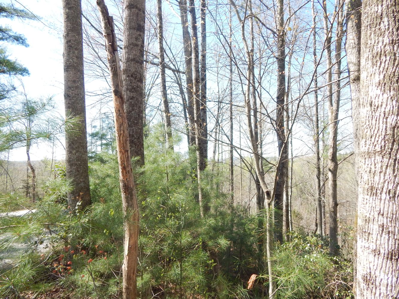 0 Furman Drive, Hendersonville, NC 28739